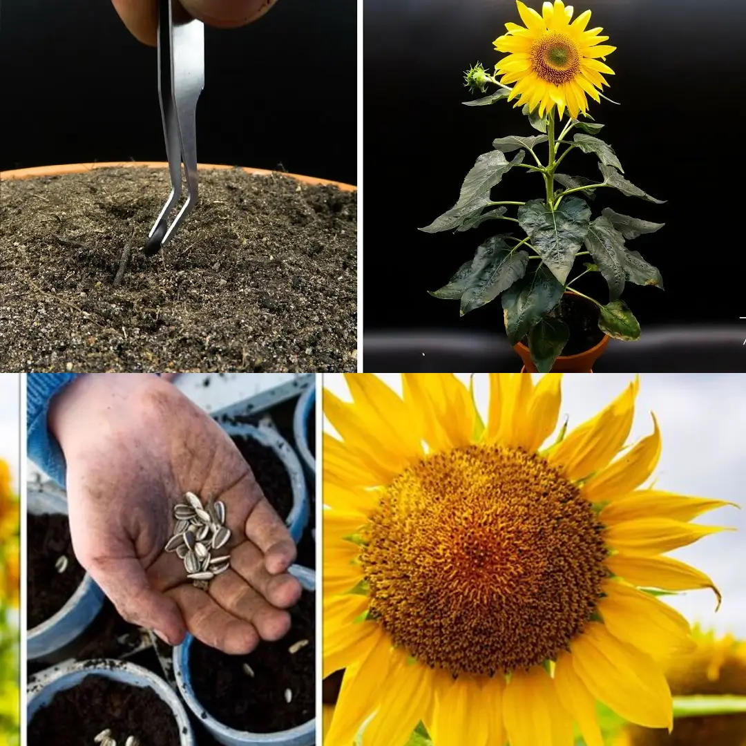 How to Plant Sunflower Seeds