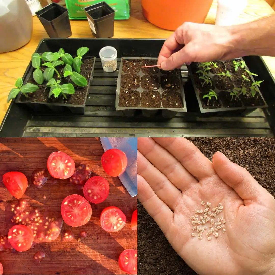 How to Plant Tomato Seeds