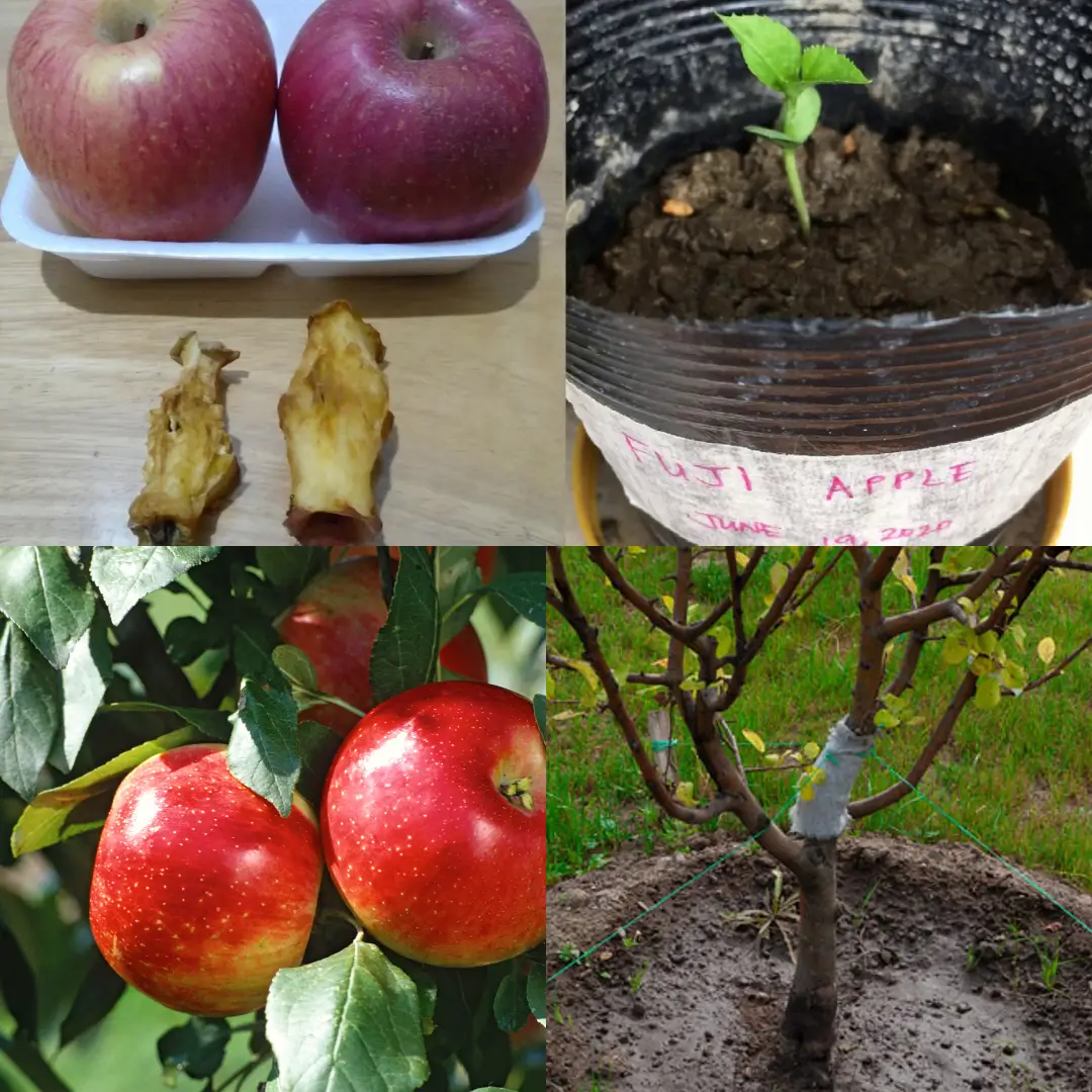 How to Plant an Apple Tree