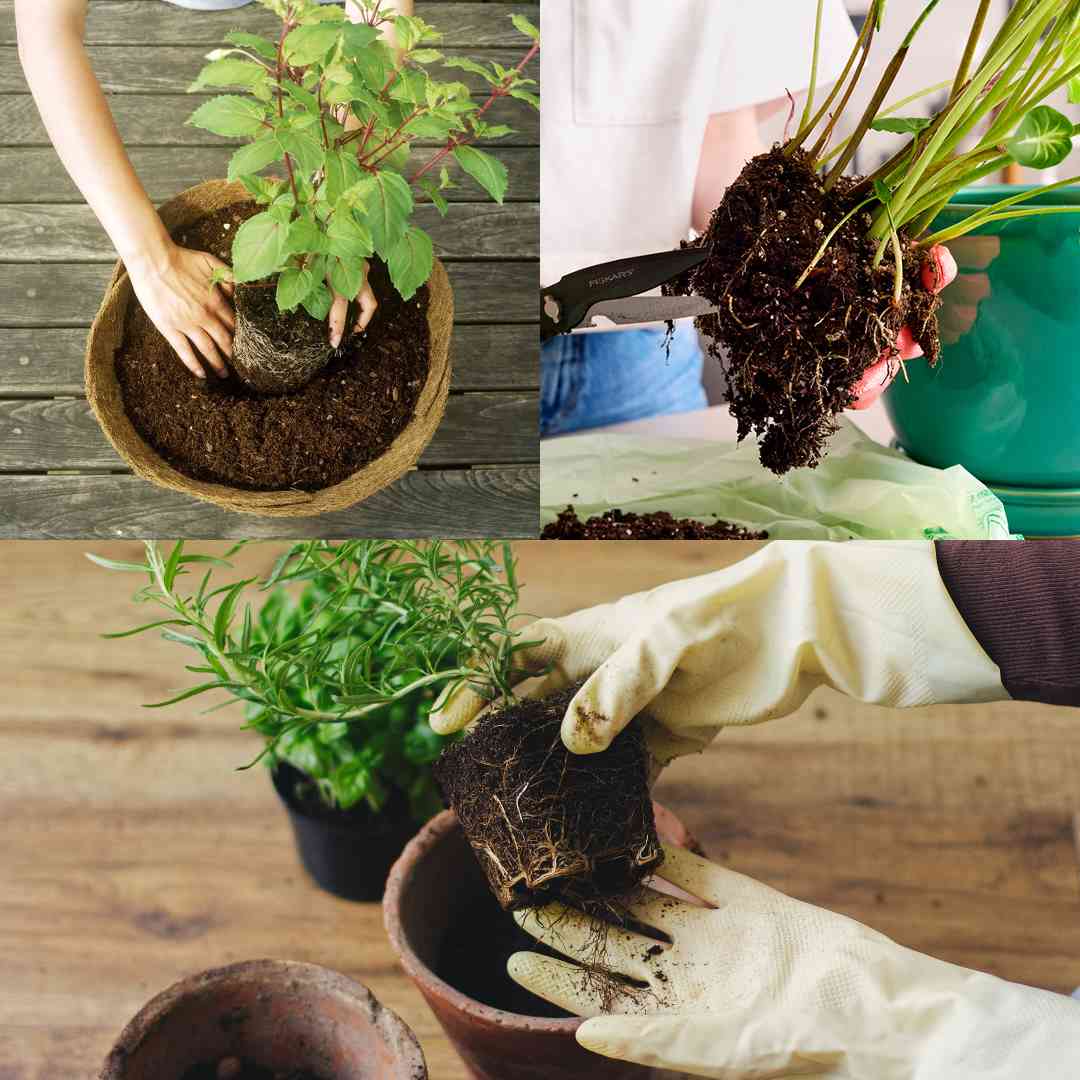 How to Pot a Plant