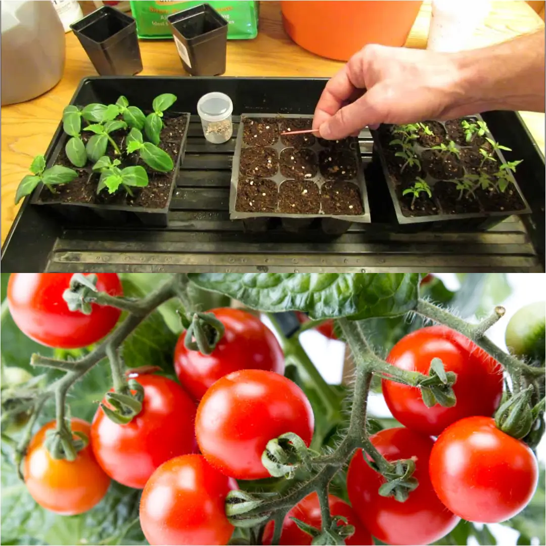 How to Start Tomato Seeds Indoors