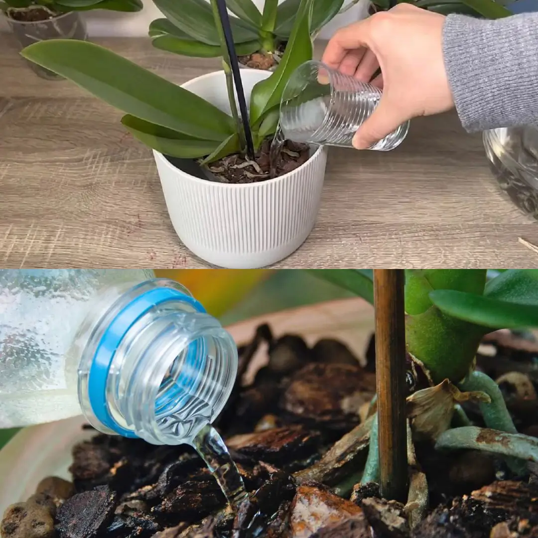 How to Water Orchids