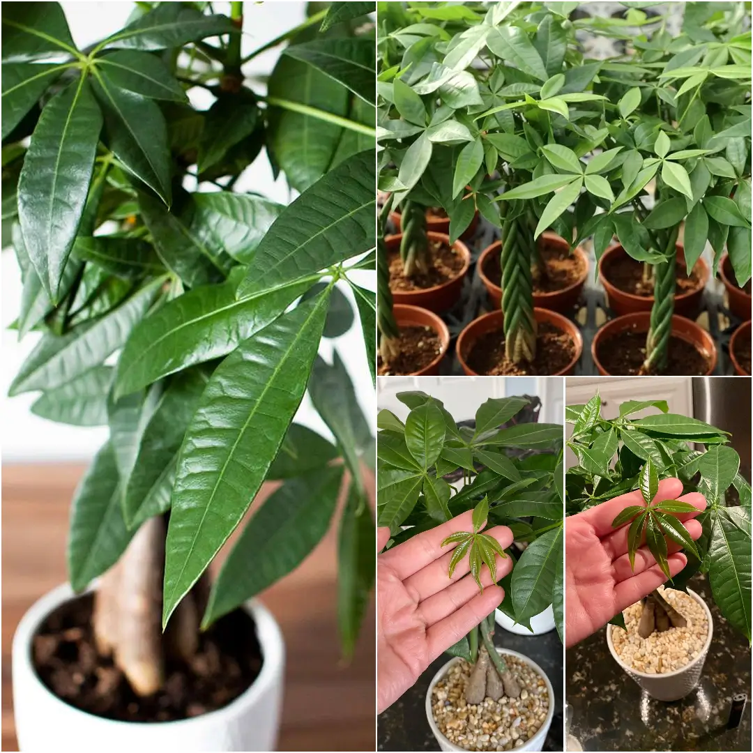 how to care for a money tree