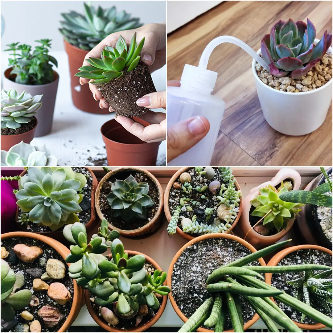 How to Care for Succulents