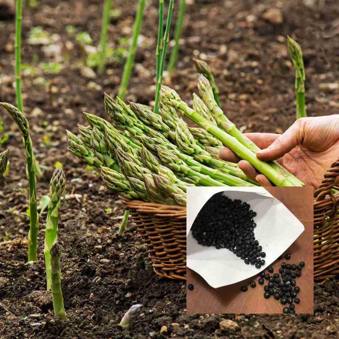 How to Grow Asparagus from Seed
