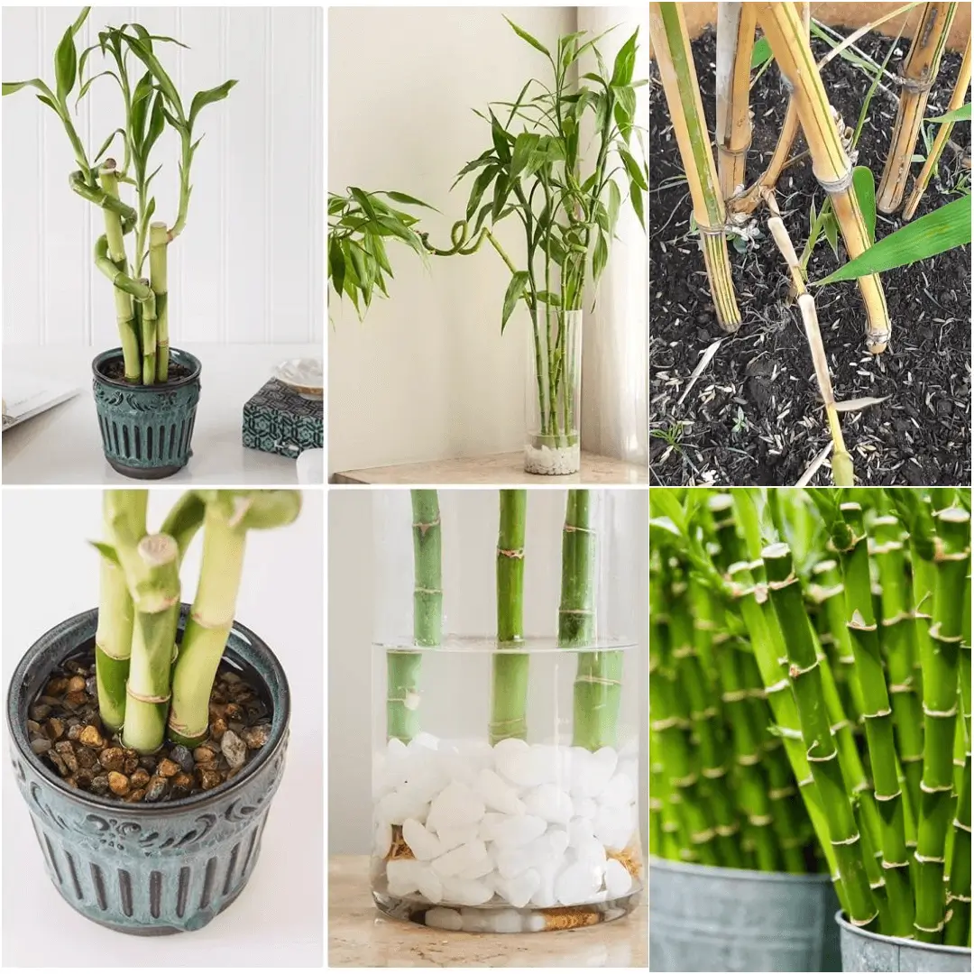 how to grow bamboo