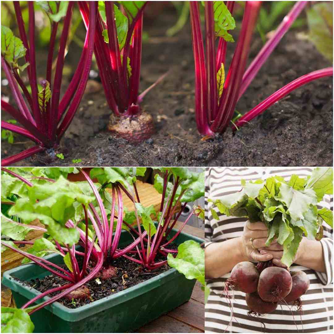 how to grow beets