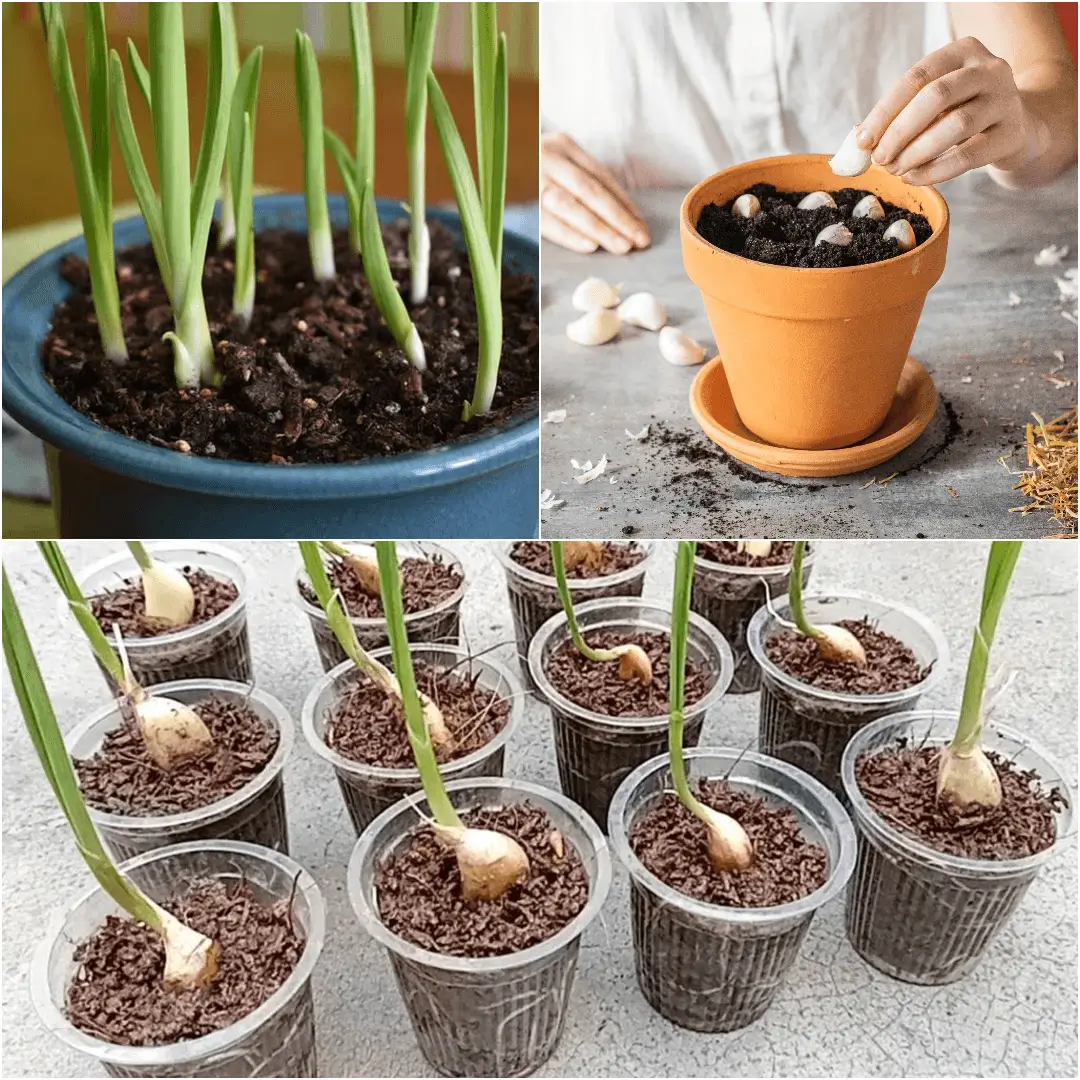 how to grow garlic indoors