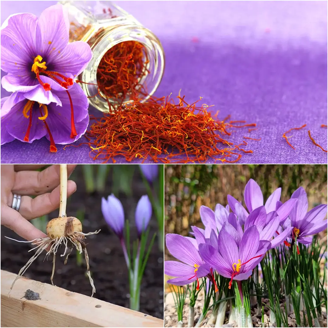 how to grow saffron