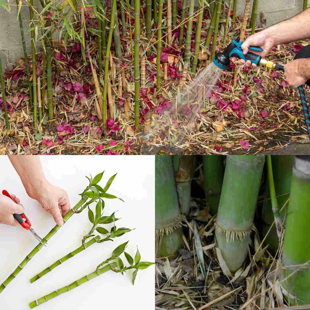How to Kill Bamboo