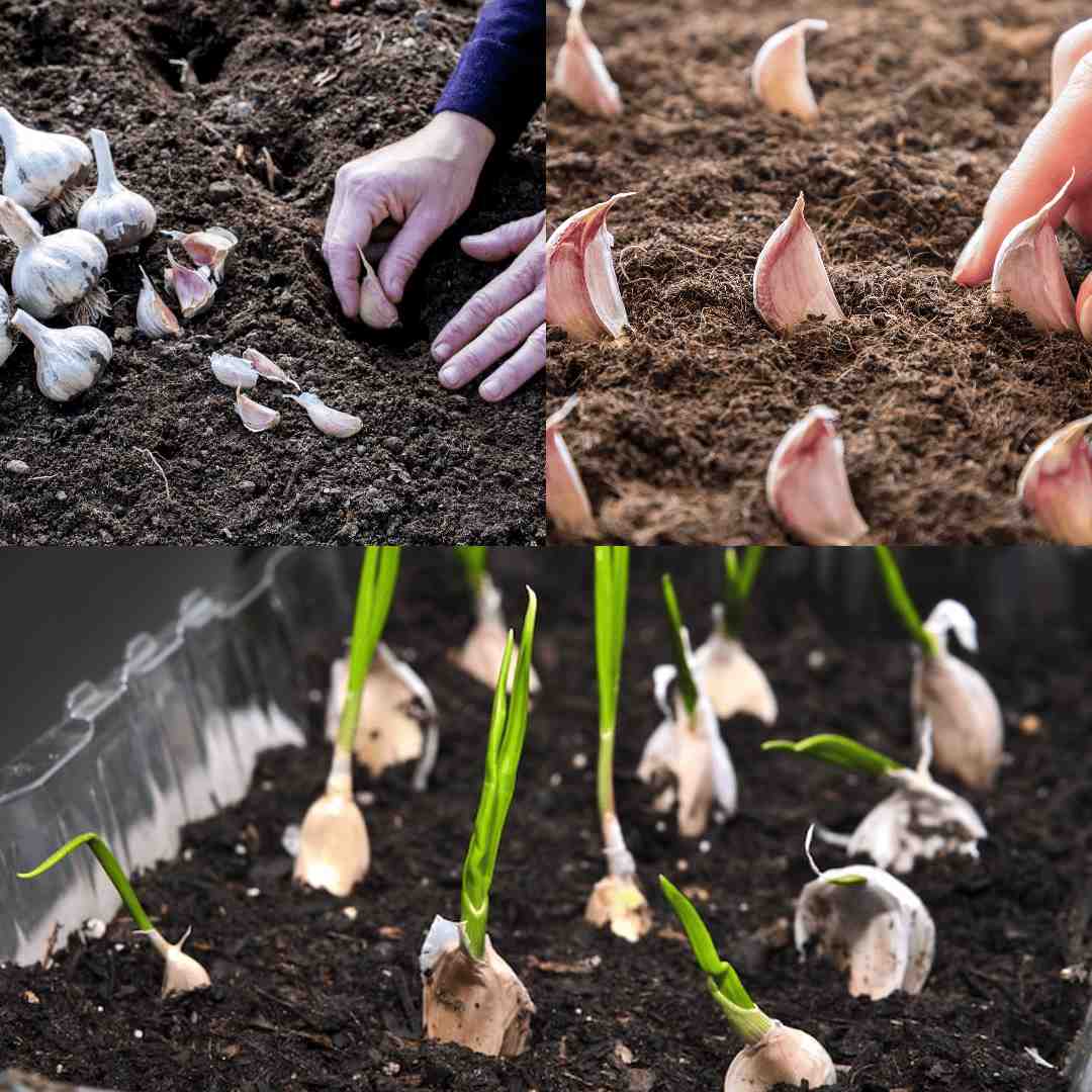 how to grow garlic from a clove