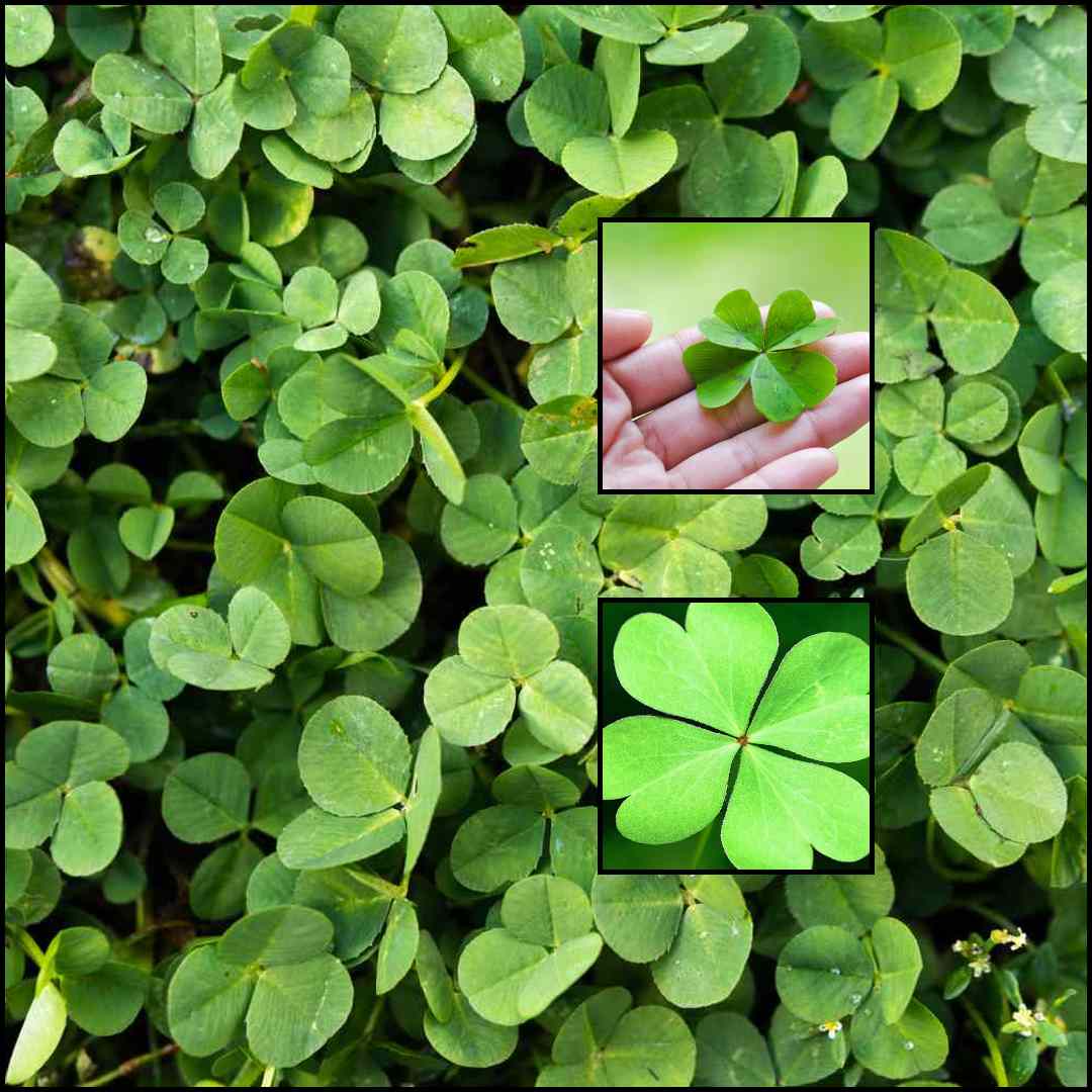 How to Plant Clover