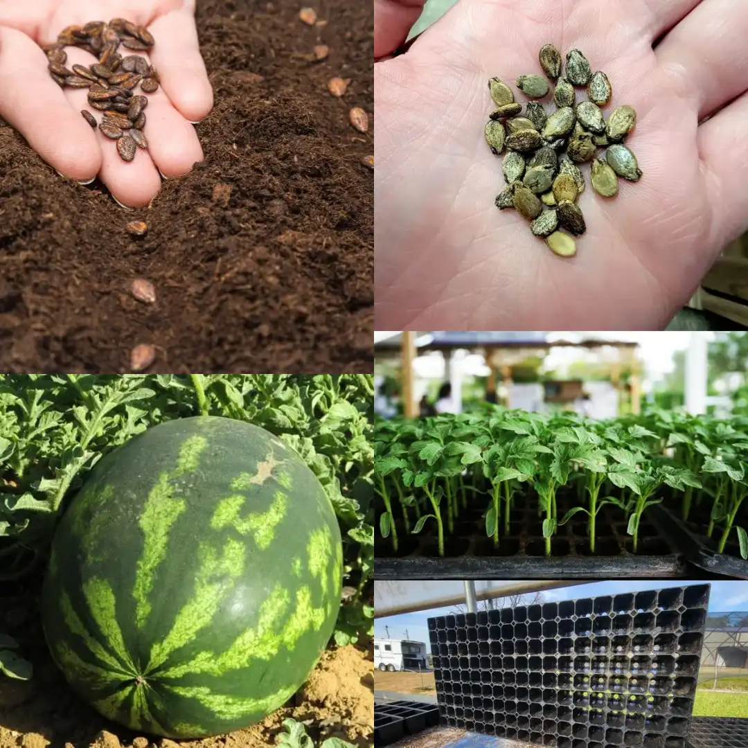 how to plant watermelon seeds