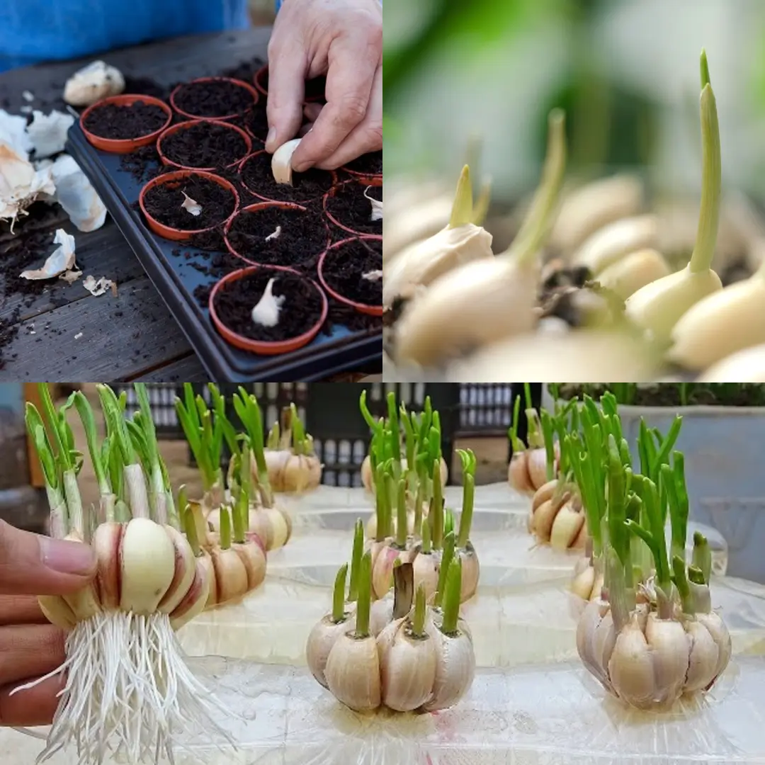 how to grow garlic clove